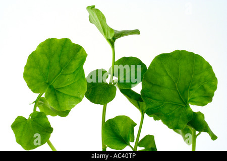 Il crescione Nasturtium officinale) Foto Stock