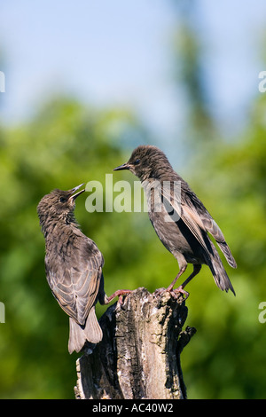 Due giovani storni Sturnus vulgaris appollaiato sul moncone cercando avviso con bella fuori fuoco sfondo potton bedfordshire Foto Stock