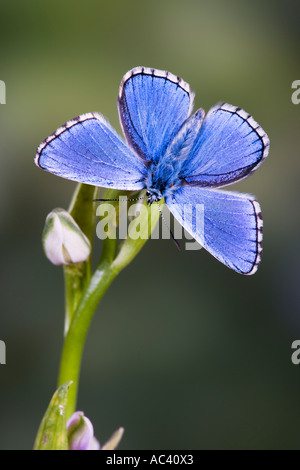 Adonis blu Polyommatus bellargus sul fiore con ali aperte e bel al di fuori della messa a fuoco lo sfondo Foto Stock