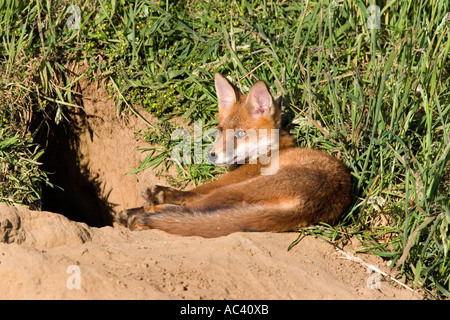 Giovane Volpe rossa Vulpes vulpes recante al di fuori della terra al sole cercando alert Potton Bedfordshire Foto Stock
