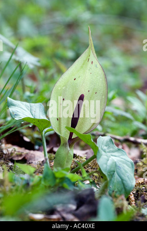 Signori e Signori Arum maculatum noto anche come wild arum e il cuculo pinta waresley legno cambridgeshire Foto Stock