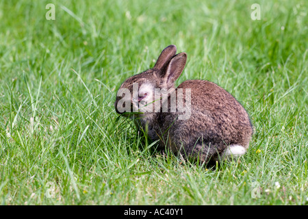 Coniglio giovane oryctolagus cuniculus con mixymatosis sull'erba potton bedfordshire Foto Stock