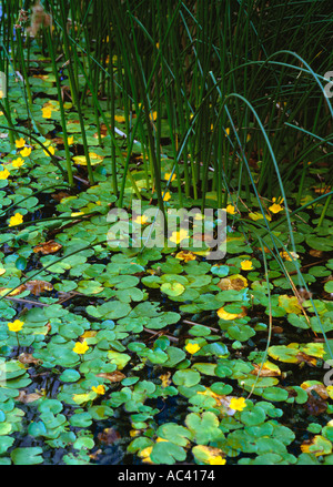 Marsh Le calendule in profusione in un lago ornamentale - Irlanda Foto Stock