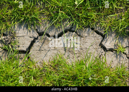 Incrinature in un prato a causa della siccità Foto Stock