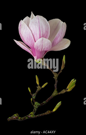 Un piattino magnolia fiore fotografato in studio (Francia). Fleur de magnolia (x Magnolia soulangeana) photographiée en studio Foto Stock