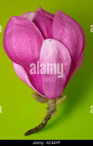 Un piattino magnolia fiore fotografato in studio (Francia). Fleur de magnolia (x Magnolia soulangeana) photographiée en studio Foto Stock