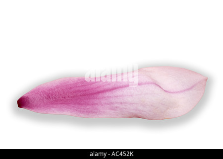 Un piattino magnolia petalo fotografato in studio. Pétale de fleur de magnolia (x Magnolia soulangeana) photographiée en studio Foto Stock