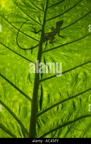 Un verde crested Basilisk outline (Basiliscus plumifrons), retroilluminato prese. Alocasia macrorrhiza. Foto Stock