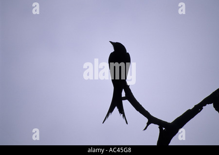 Nero Drongo Bharatpur India Foto Stock