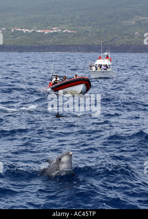 Persone a osservare i delfini in due barche guardare i delfini, le Azzorre, Oceano Atlantico Foto Stock