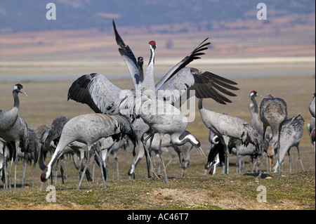 Gru in Laguna de Gallocanta area. Provincia di Zaragoza, Aragona, Spagna Foto Stock