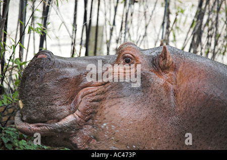 Felice l'ippopotamo Foto Stock