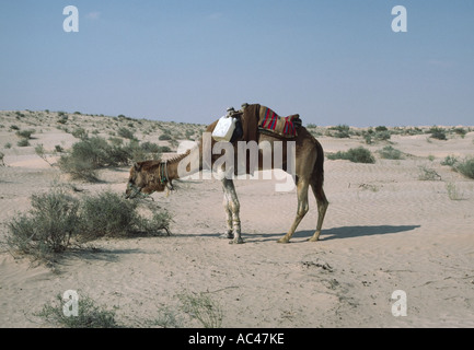 Il cammello turistica su alimentazione scrub nel deserto del Sahara in Tunisia meridionale Africa del Nord Foto Stock