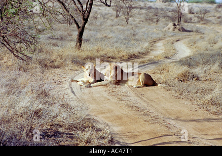 I Lions panthera leomane seduto in strada nel Samburu National Park Kenya Africa orientale Foto Stock