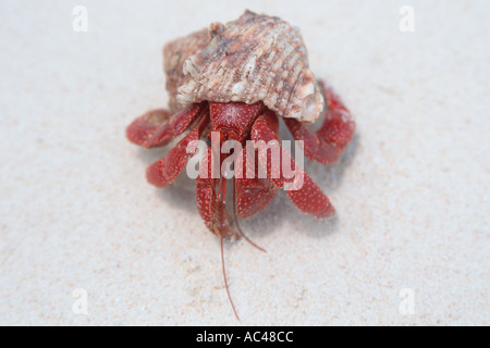 Fragola granchio eremita variabilis perlatus Bird Island Mili Isole Marshall Oceano Pacifico settentrionale Foto Stock