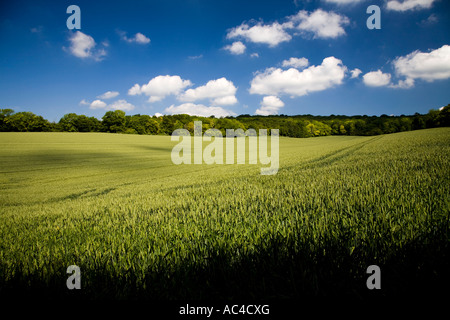 Cornfield verde su un inizio di giornata d'estate nel West Sussex, in Inghilterra, Regno Unito Foto Stock