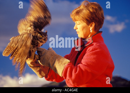 Luisa Rossi Thompson esercita un grande cornuto owl Bubo virginianus con un ala feriti di Santa Barbara in California Foto Stock