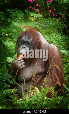 Un simpatico Bornean Orangutan Pongo pygmaeus siede nel lussureggiante verde erba di una riserva alimentare di mangiare un arancio brillante carota Foto Stock