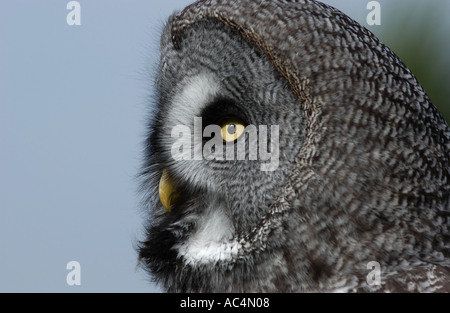 Grande Gufo grigio vista laterale della faccia UK captive Foto Stock