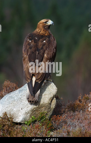 Golden Eagle seduta su roccia Scozia captive Foto Stock