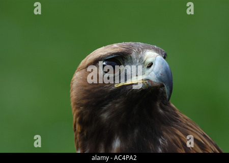 Golden Eagle close up della testa Scozia captive Foto Stock