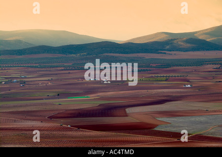 Alberi di olivo campi. Almonacid del Marquesado. Percorso di Don Chisciotte. Cuenca provincia. Castilla-La Mancha. Spagna Foto Stock