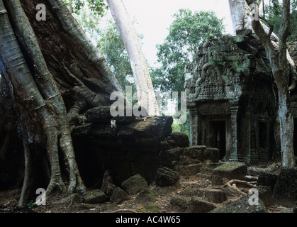 Ta Prohm Angkor Wat Cambogia Foto Stock