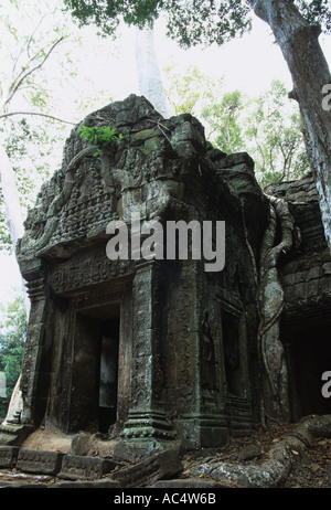 Ta Prohm tempio di Angkor Wat, Siam Reap, Cambogia Foto Stock