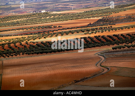 Alberi di olivo campi. Almonacid del Marquesado. Percorso di Don Chisciotte. Cuenca provincia. Castilla-La Mancha. Spagna Foto Stock