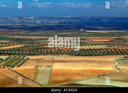 Alberi di olivo campi. Almonacid del Marquesado. Percorso di Don Chisciotte. Cuenca provincia. Castilla-La Mancha. Spagna Foto Stock