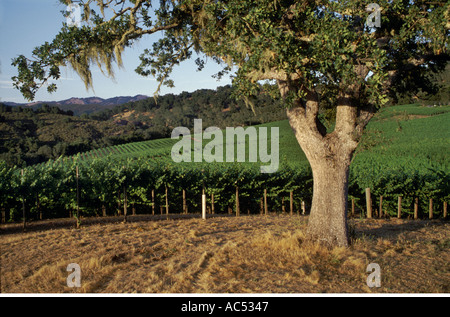 Albero di quercia vino vigneti Vigneti JOULLIAN Carmel Valley in California Foto Stock