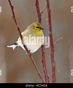Femmina Cardellino americano,Carduelis tristis, appollaiato su un ramo. Oklahoma, Stati Uniti d'America. Foto Stock