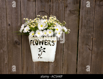 Bianche margherite gerbera disposti nel vaso della benna appesa su una recinzione rustica Foto Stock