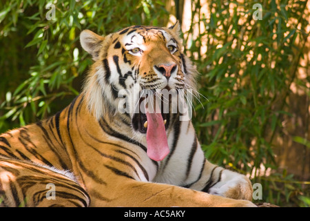Una tigre siberiana (panthera tigris altaica) attaccare fuori la sua linguetta Foto Stock