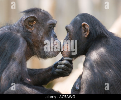 Un maschio e una femmina di scimpanzé (Pan troglodytes) guardando profondamente in ogni altri occhi Foto Stock