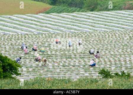 Le donne coreane che lavorano in campi di anguria Corea del Sud Foto Stock