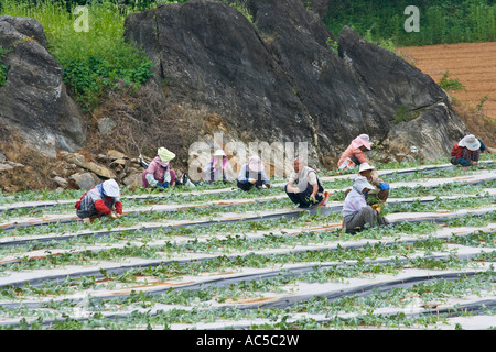 Le donne coreane che lavorano in campi di anguria Corea del Sud Foto Stock