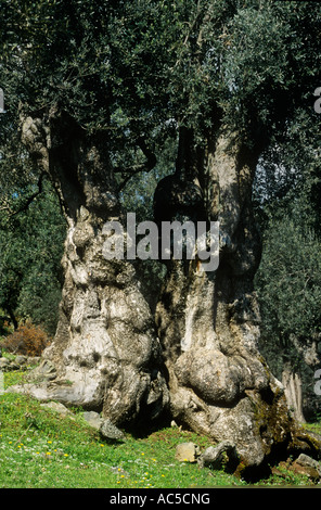 Oliveto alberi, isola di Lesbo/Lesbo, Grecia Foto Stock