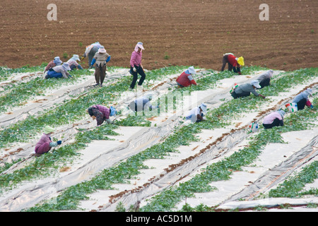 Le donne coreane che lavorano in campi di anguria Corea del Sud Foto Stock