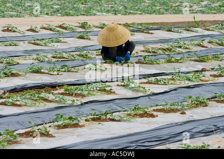 Il coreano donna che lavorano in campi di anguria Corea del Sud Foto Stock