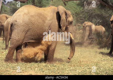 Elephant di soffiare la polvere sul suo stomaco Samburu Riserva nazionale del Kenya Africa orientale Foto Stock