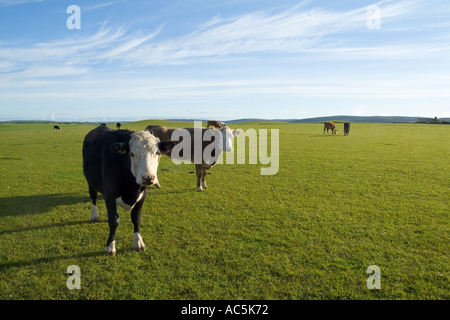 dh STENNESS ORKNEY giovani mucche di manzo al pascolo in campo verde pascoli bestiame bovino mucca allevabile uk bestiame Foto Stock