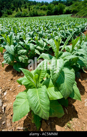 Campo di piante di tabacco che cresce in Chungcheongbuk fare Provincia Corea del Sud Foto Stock