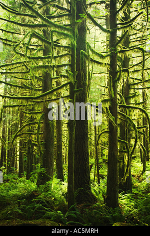 Alberi coperti di muschio in golden ears parco provinciale Vancouver BC Canada Foto Stock