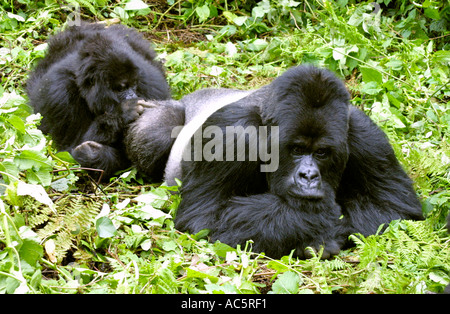 Mountain Gorilla Silverback, gorilla gorilla beringei Foto Stock