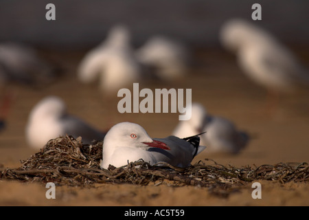 Silver gull larus novaehollandiae Foto Stock