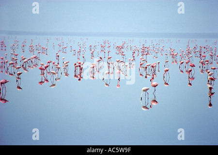 Fenicotteri rosa nel cratere di Ngorongoro Tanzania Flamingo Africa Tanzania Undomesticated Ngorongoro all'aperto giorno di conservazione della fauna selvatica Ar Foto Stock