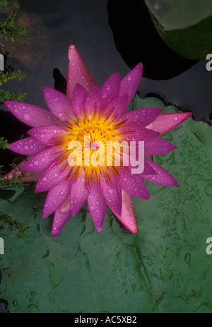 Ninfee ninfea Maui, Hawaii Foto Stock
