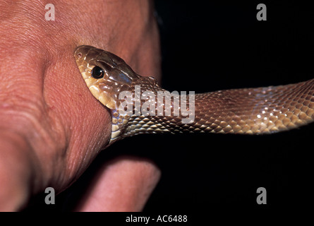 Nastrare Racer. Argyrogena fasciolata Non velenose non comune. Mordere la mano Foto Stock