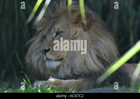 Leone maschio avente un riposo in ombra Foto Stock